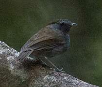 Slaty Gnateater