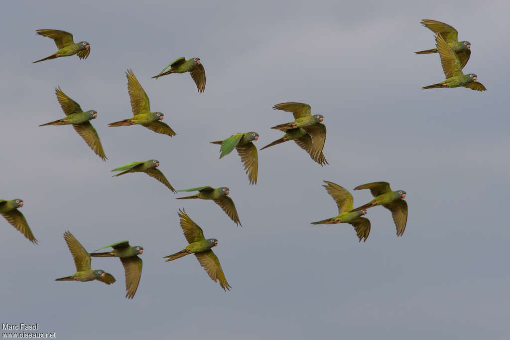 Blue-crowned Parakeet, Flight