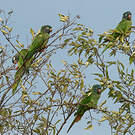 Conure à tête bleue