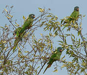 Conure à tête bleue