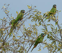 Blue-crowned Parakeet