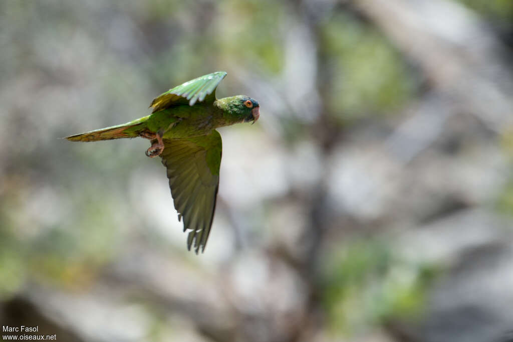 Conure à tête bleueadulte, Vol
