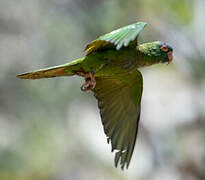 Blue-crowned Parakeet