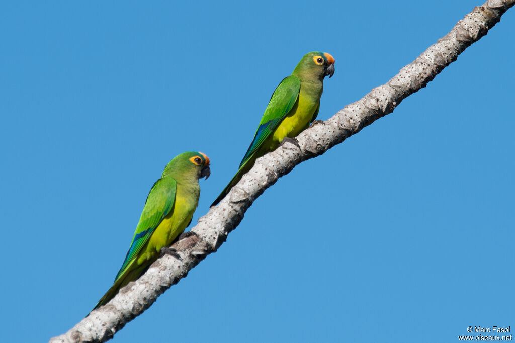 Peach-fronted Parakeetadult breeding