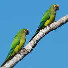 Conure couronnée