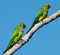 Peach-fronted Parakeet