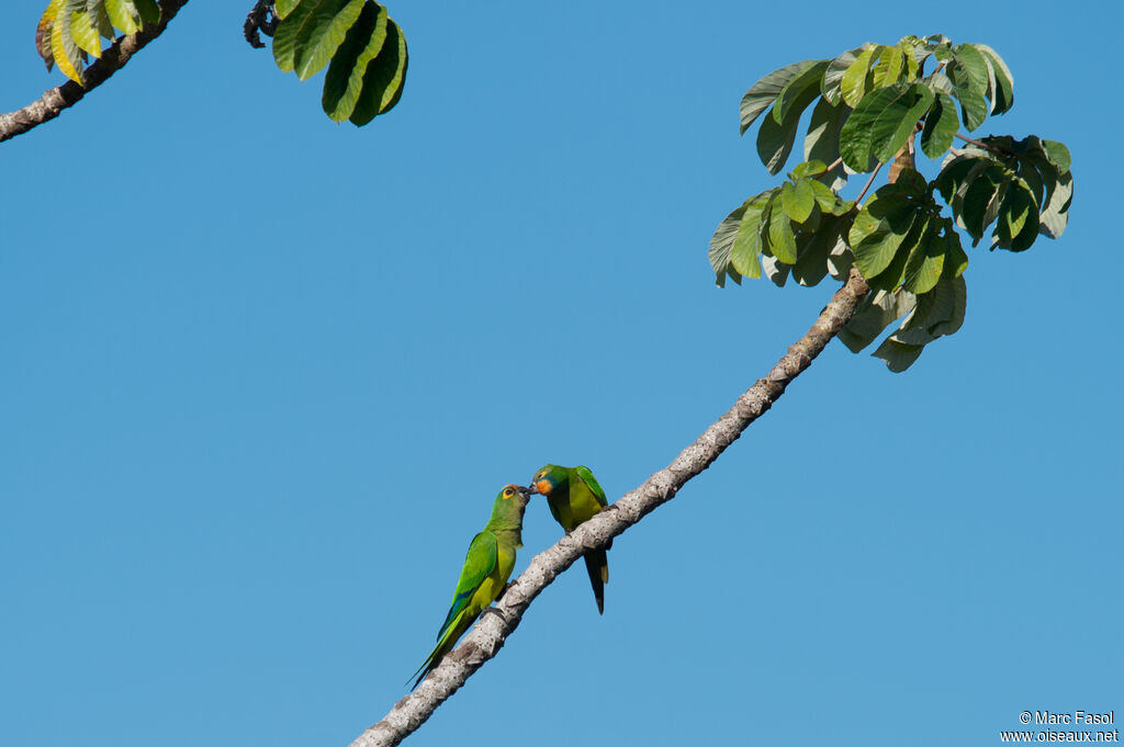 Conure couronnéeadulte nuptial