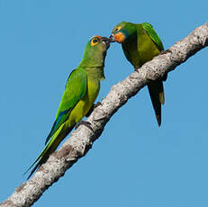 Conure couronnée