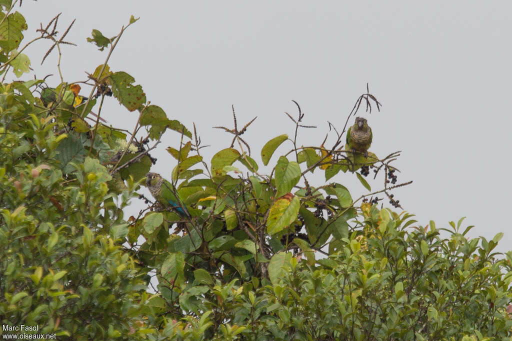 Green-cheeked Parakeetadult, habitat