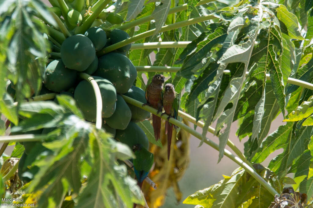 Conure de Molinaadulte, habitat, pigmentation