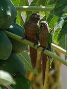 Green-cheeked Parakeet