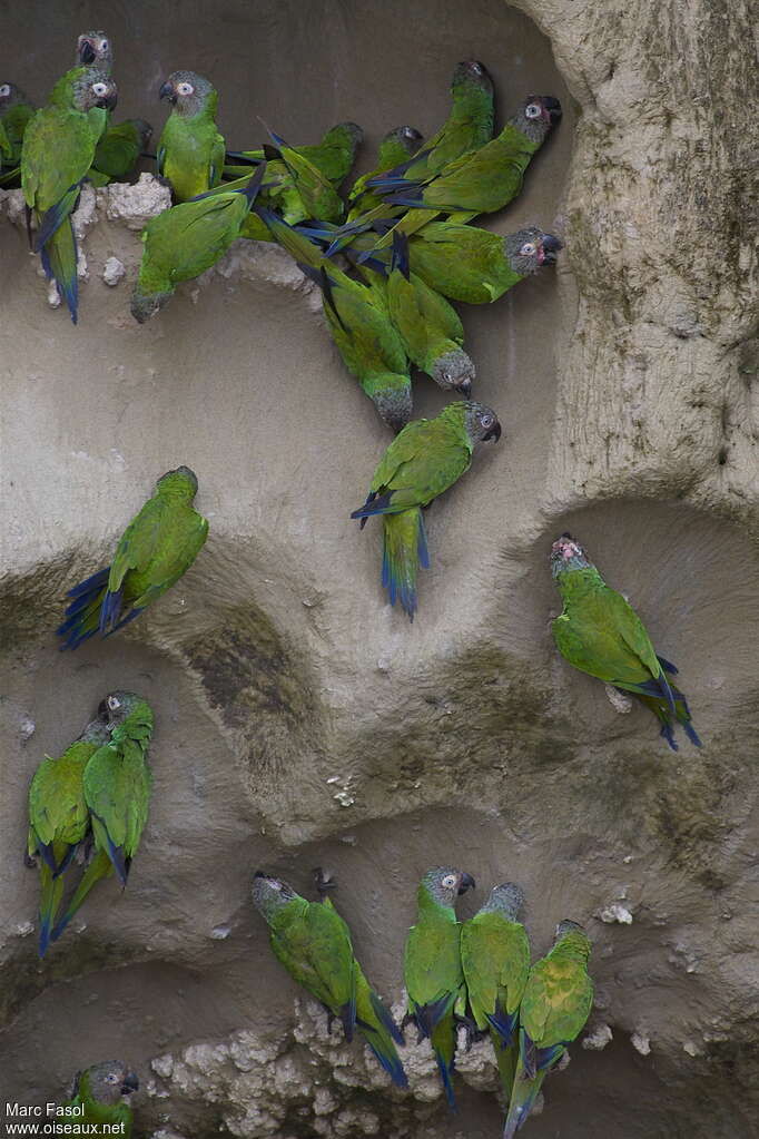 Conure de Weddelladulte, régime, Comportement