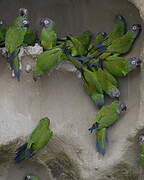 Dusky-headed Parakeet