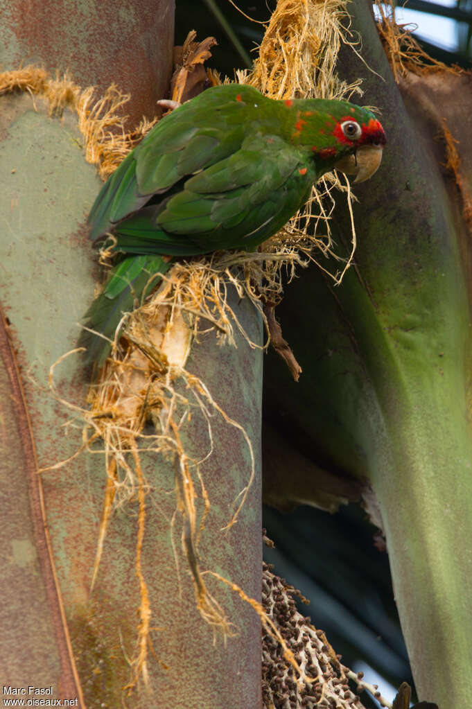 Mitred Parakeetadult, identification, eats