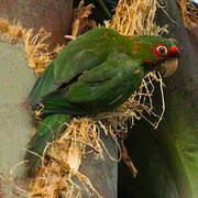 Conure mitrée