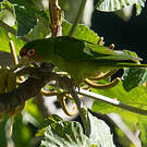 Conure mitrée