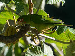 Mitred Parakeet