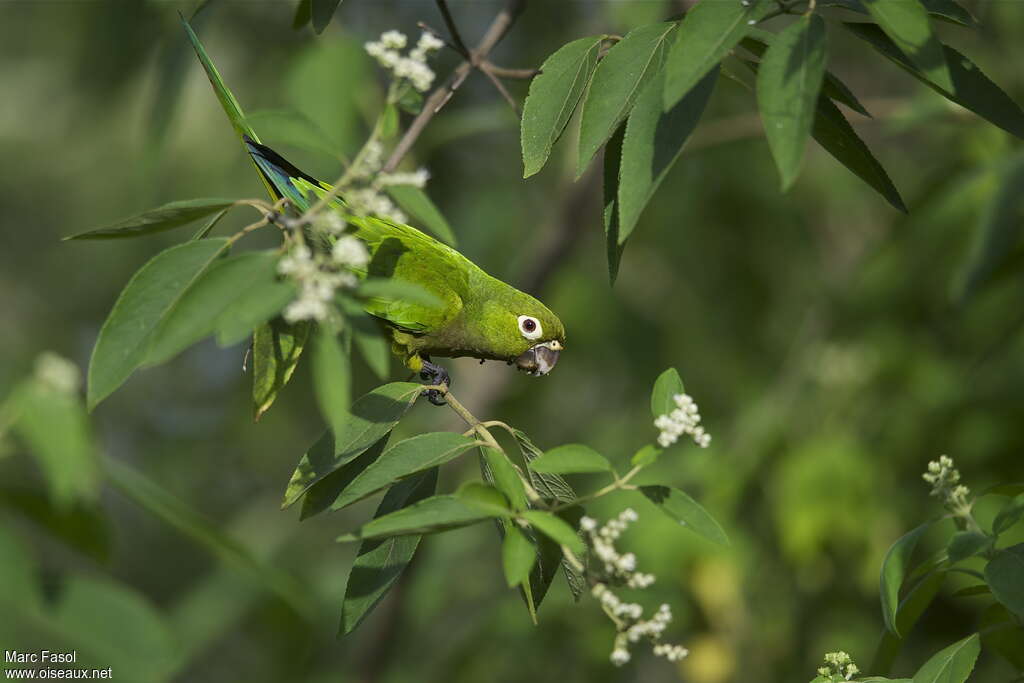 Conure naineadulte, habitat, régime, Comportement