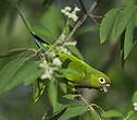 Conure naine