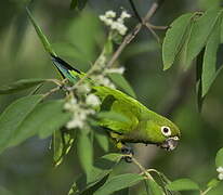 Olive-throated Parakeet