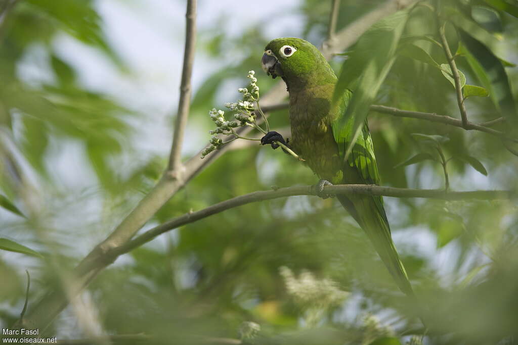 Olive-throated Parakeetadult, habitat, feeding habits, Behaviour