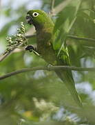 Olive-throated Parakeet