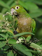 Conure naine