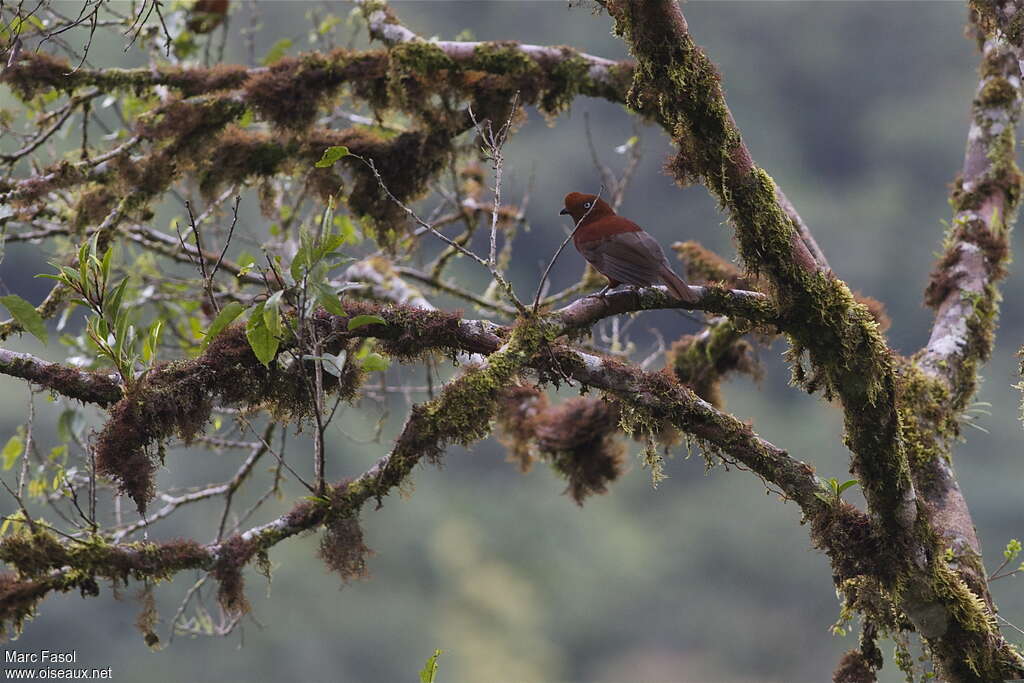 Coq-de-roche péruvien femelle adulte, habitat