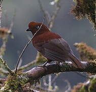 Andean Cock-of-the-rock