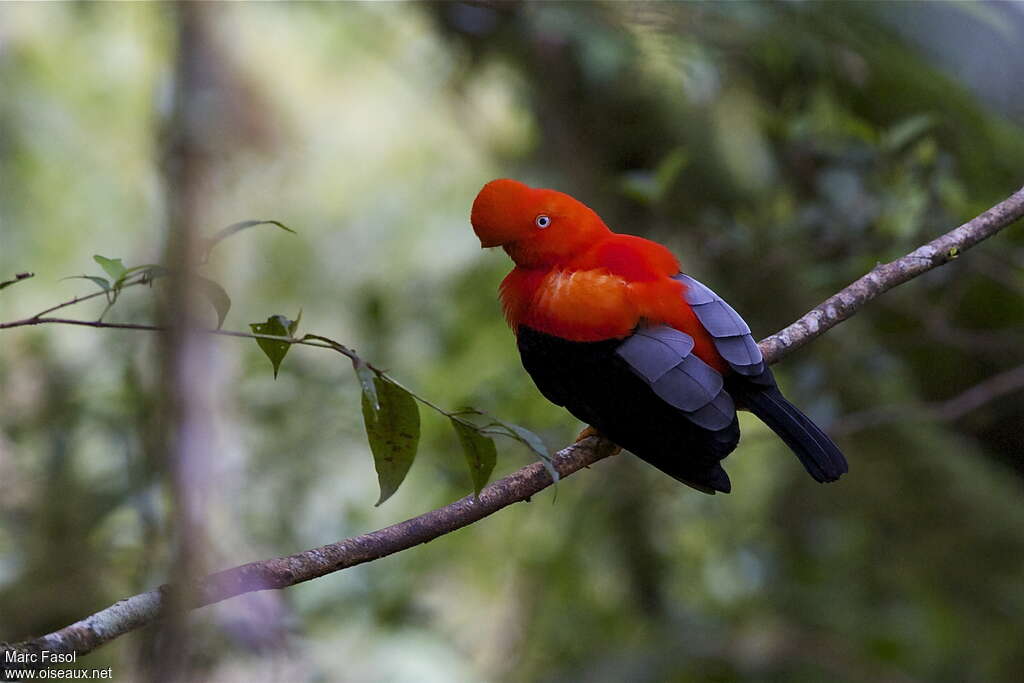 Andean Cock-of-the-rock male adult breeding, pigmentation, Behaviour