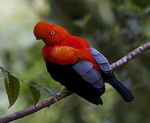 Andean Cock-of-the-rock