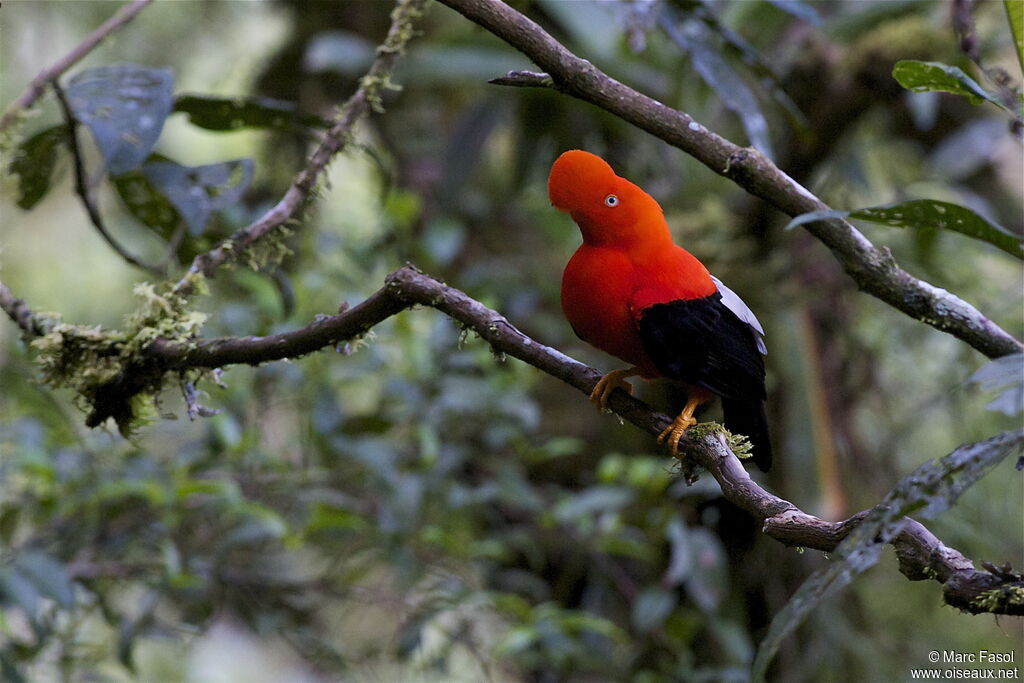 Andean Cock-of-the-rock male adult breeding, identification, Behaviour