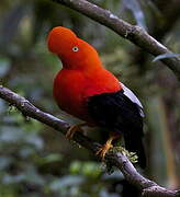 Andean Cock-of-the-rock