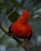 Andean Cock-of-the-rock