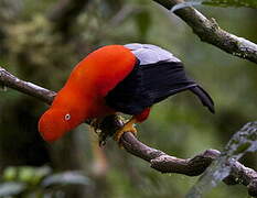 Andean Cock-of-the-rock