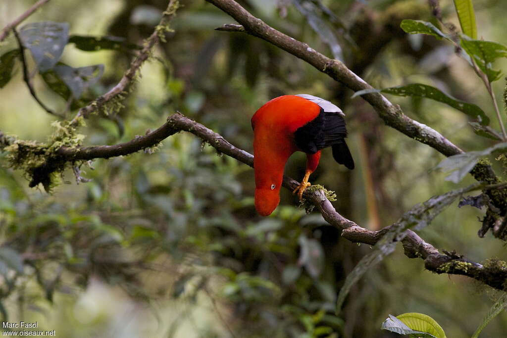 Andean Cock-of-the-rock male adult, courting display, Behaviour