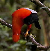 Andean Cock-of-the-rock