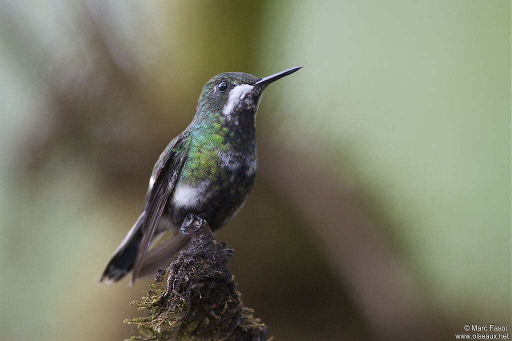 Green Thorntail female adult, identification