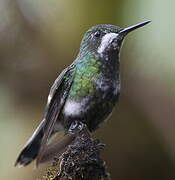 Green Thorntail