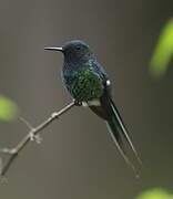 Green Thorntail