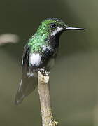 Green Thorntail