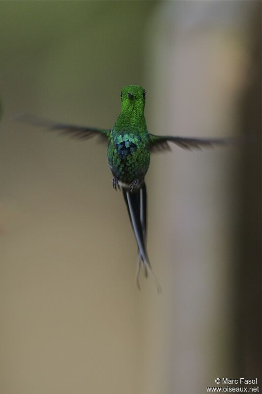 Green Thorntail male adult, identification, Flight, Behaviour