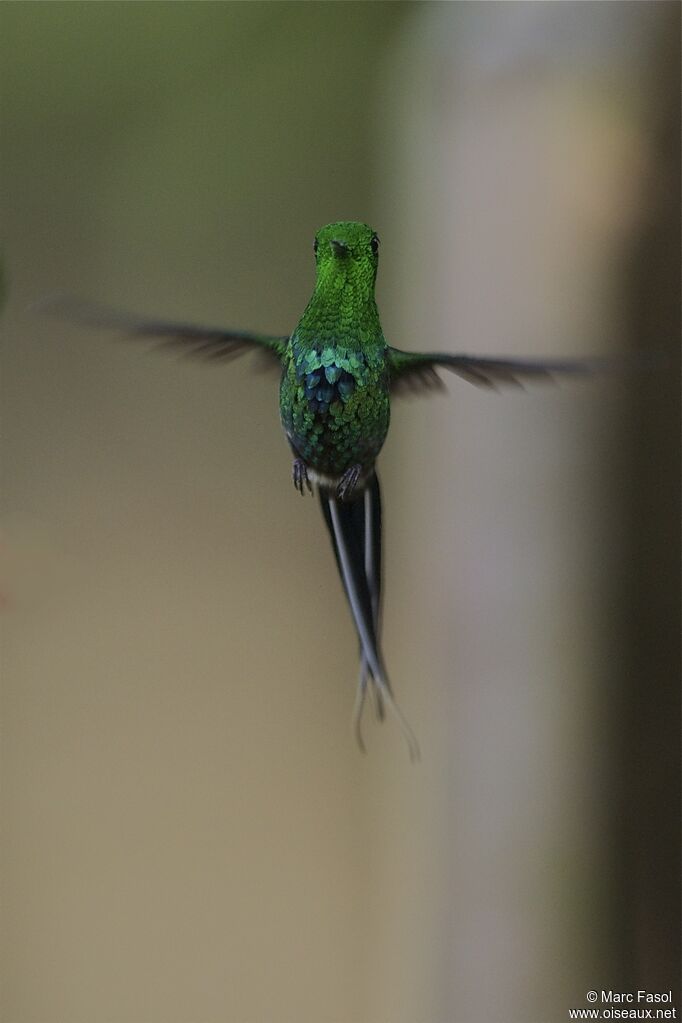 Green Thorntail male adult, identification, Flight, Behaviour