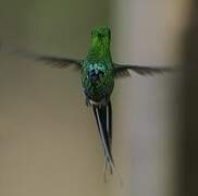 Green Thorntail