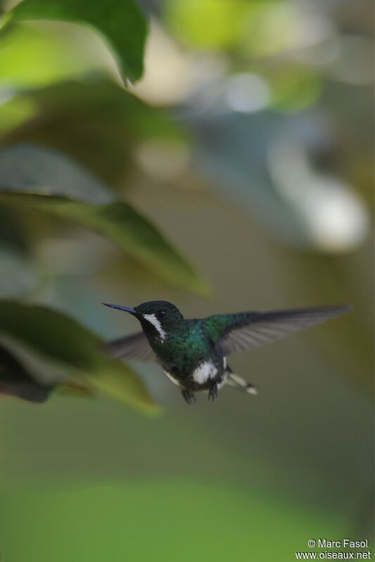 Green Thorntail female adult, Flight