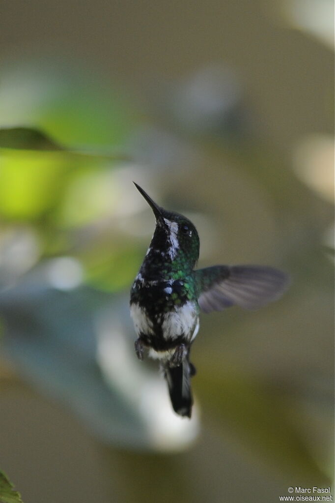 Green Thorntail female, Flight