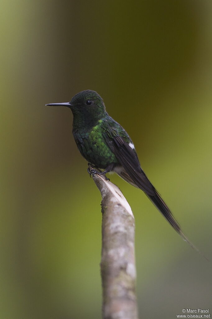 Green Thorntail male adult, identification