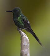 Green Thorntail