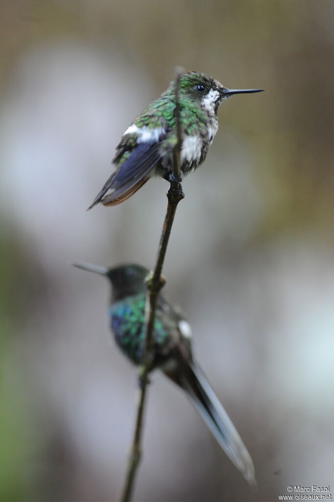 Green Thorntail adult, identification