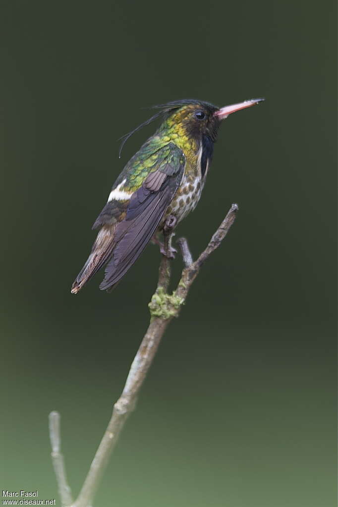 Coquette d'Hélène mâle adulte, identification